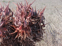 Aloe microstigma framesii