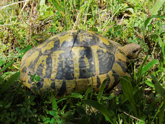 Testudo hermanni