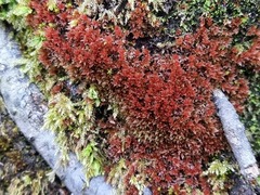 Ptychostomum pallens