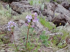 Penstemon pratensis