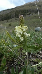 Pedicularis comosa
