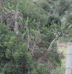 Euphorbia triangularis