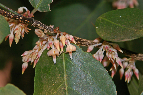 Red-fruit Violetbush (Rinorea elliptica) · iNaturalist