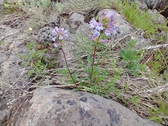 Penstemon pratensis