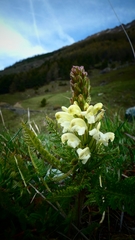 Pedicularis comosa