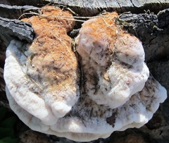 Climacodon pulcherrimus image