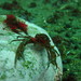 Channel Squat Lobster - Photo (c) César Pedrini, some rights reserved (CC BY-NC), uploaded by César Pedrini
