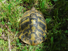 Testudo hermanni