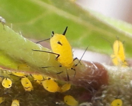 Aphis nerii image
