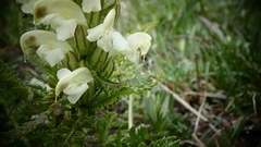 Pedicularis comosa