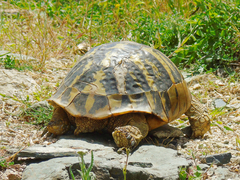 Testudo hermanni