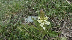 Pedicularis comosa