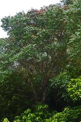 Dalbergia boehmii