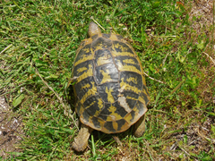 Testudo hermanni