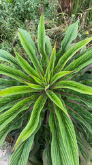 Echium pininana