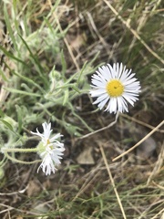 Erigeron pumilus intermedius