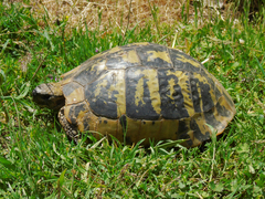 Testudo hermanni