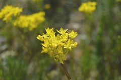 Haplophyllum linifolium