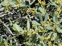 Frangula californica tomentella