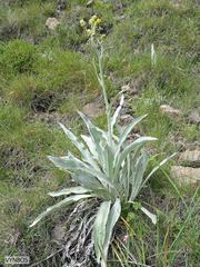 Senecio macrospermus