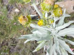 Senecio macrospermus