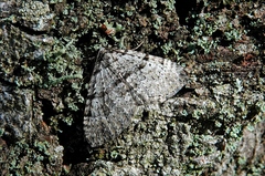 Perizoma curvilinea
