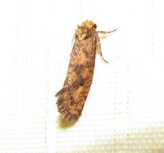 Acrolophinae