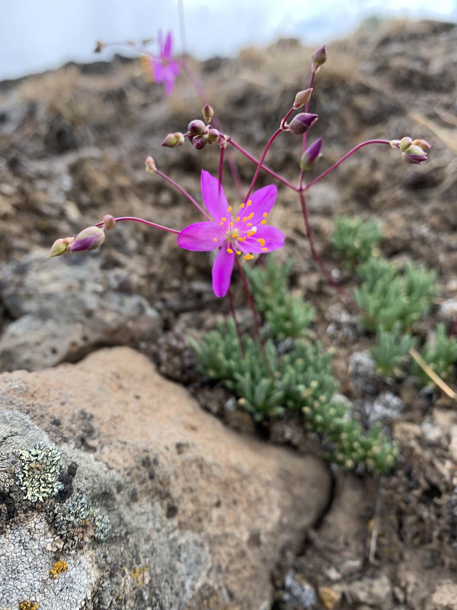 Phemeranthus spinescens