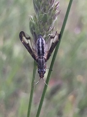 Dorycera grandis