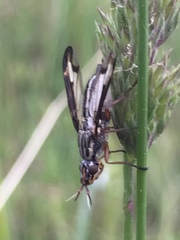 Dorycera grandis