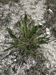 Cephalaria coriacea