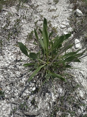 Cephalaria coriacea