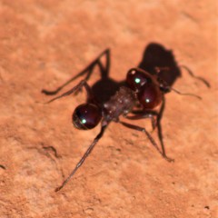 Atta laevigata