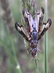 Dorycera grandis