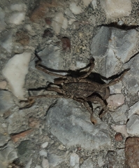Trogulus