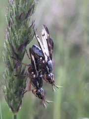 Dorycera grandis