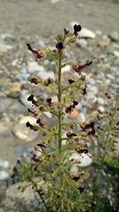 Scrophularia juratensis