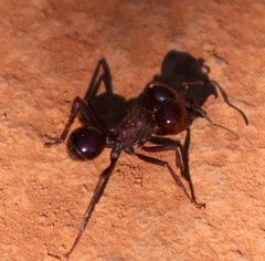 Atta laevigata