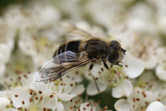 Eristalis arbustorum