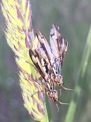 Dorycera grandis