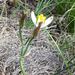 Albuca humilis - Photo (c) Chris Vynbos, some rights reserved (CC BY-SA), uploaded by Chris Vynbos