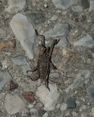 Trogulus