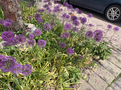Allium giganteum