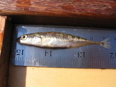 Pungitius pungitius