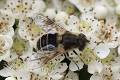Eristalis arbustorum