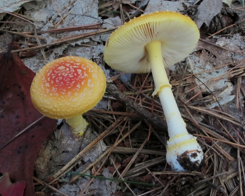 Frost's Amanita