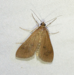 Diastictis