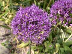 Allium giganteum