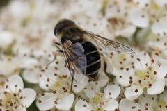 Eristalis arbustorum