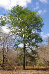 Vachellia robusta usambarensis